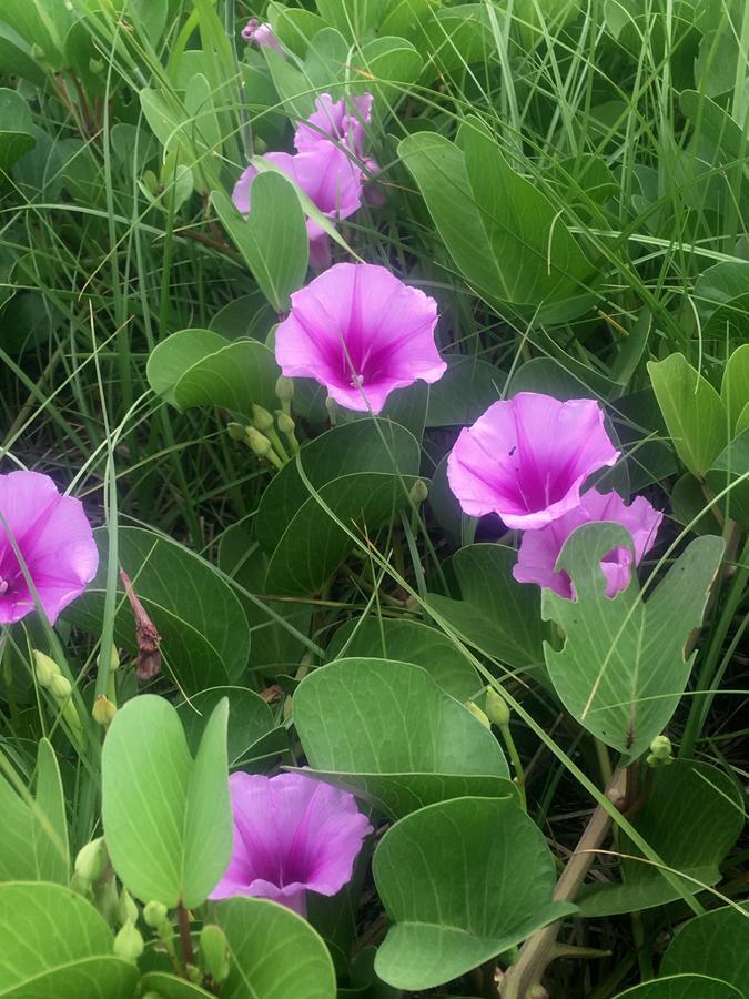 ควีน โมเต็ล ฮาลอง ภายนอก รูปภาพ